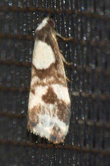 Thallarcha phalarota