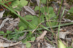 Pterostylis acuminata