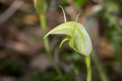 Pterostylis acuminata