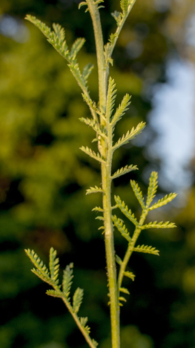 Geltonasis bobramunis nuotrauka