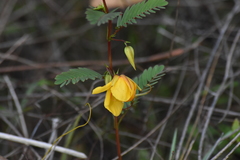 Chamaecrista deeringiana
