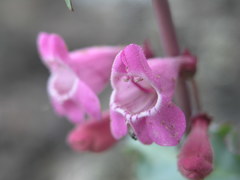 Penstemon clutei