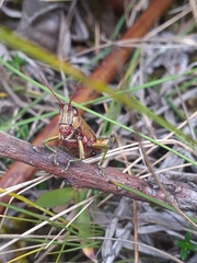 Agesander ruficornis