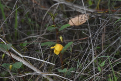 Chamaecrista deeringiana