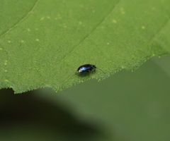 Lebia viridis