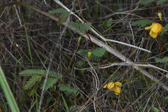 Chamaecrista deeringiana
