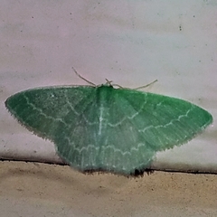 Synchlora aerata