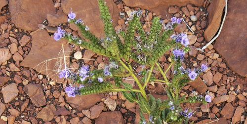 Welsh Phacelia (Phacelia welshii)
