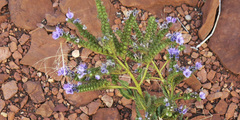 Phacelia welshii