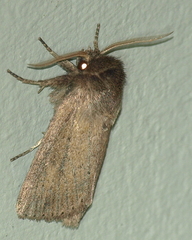 Bathytricha truncata