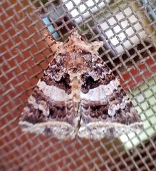 Metria amella