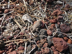 Phrynosoma douglasii