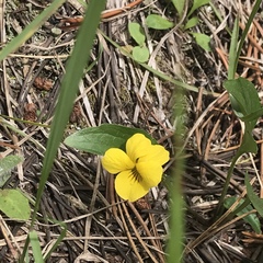Viola nuttallii