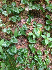 Rubus nivalis