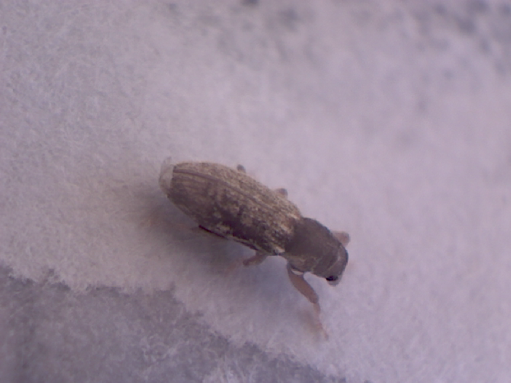 Weevil