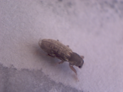 Microlarinus lypriformis