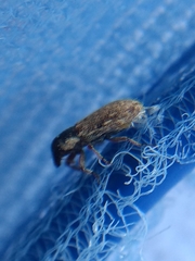 Microlarinus lypriformis