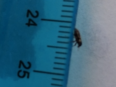 Microlarinus lypriformis