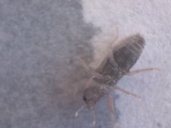 Microlarinus lypriformis