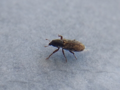 Microlarinus lypriformis