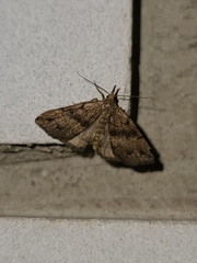 Phalaenostola eumelusalis