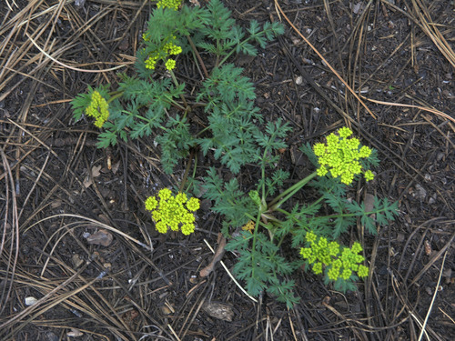 MacDougal's Indian parsley (Cymopterus macdougalii)
