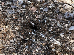 Myrmecocystus mendax