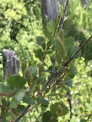 Betula nana