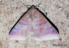 Ophisma