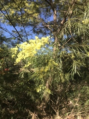 Acacia fimbriata