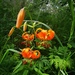 Slender Lily - Photo (c) Boris Bolshakov, some rights reserved (CC BY-NC), uploaded by Boris Bolshakov