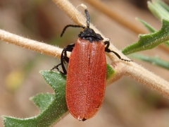 Macrolygistopterus rubripennis