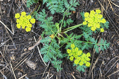 Cymopterus macdougalii
