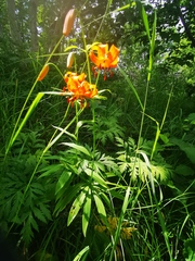 Lilium debile