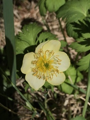Trollius laxus