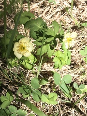 Trollius laxus