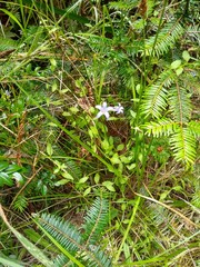 Campanula californica