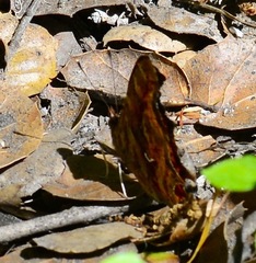 Polygonia satyrus satyrus