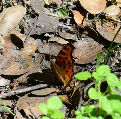 Polygonia satyrus satyrus