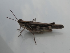 Aiolopus thalassinus tamulus