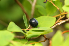 Vaccinium alaskaense