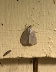 Protodeltote albidula