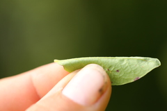 Vaccinium alaskaense