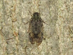 Melanoliarus placitus