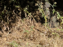 Masticophis lateralis euryxanthus