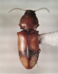 Paradonus pectoralis