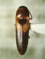 Ampedus areolatus