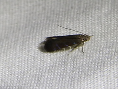 Strobisia proserpinella