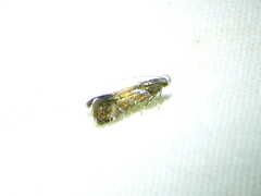 Strobisia proserpinella