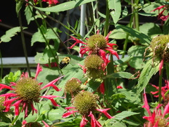 Bombus bimaculatus
